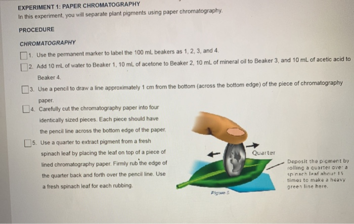 paper chromatography procedure